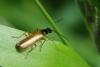 Rhagonycha lignosa